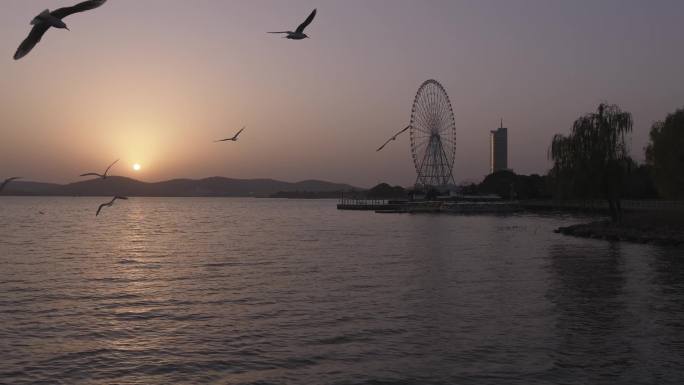 横屏4k夕阳红嘴鸥湖畔素材