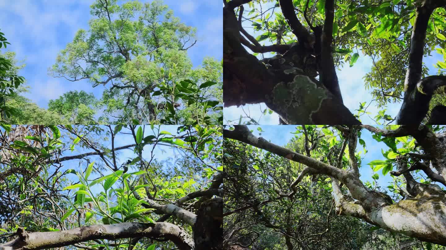 【原创】普洱茶山延时摄影