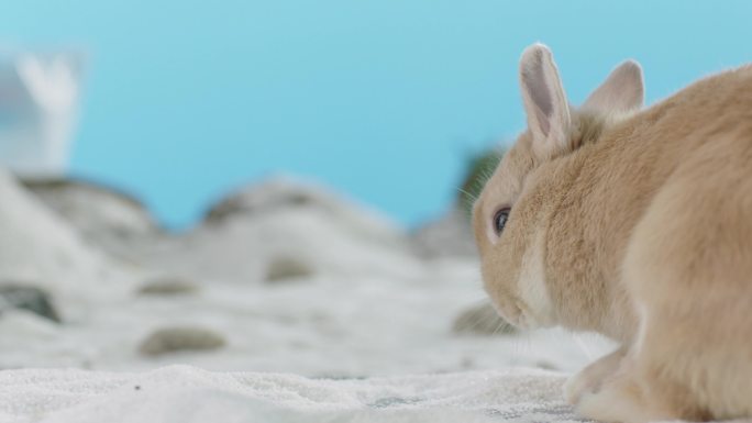 小兔子2