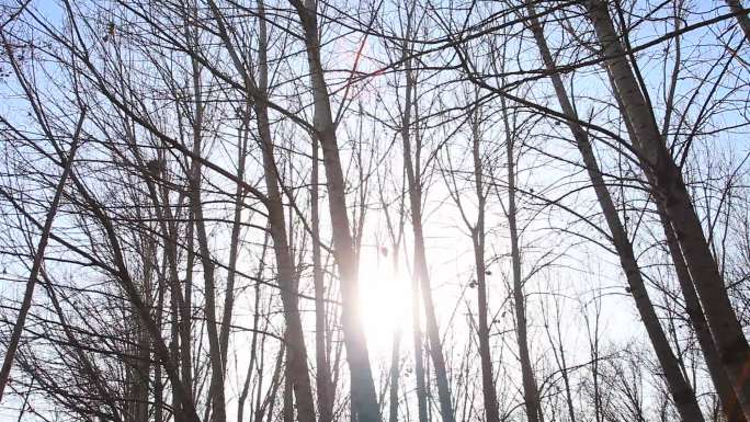 冬季摇镜头拍摄树林和一条林间小路
