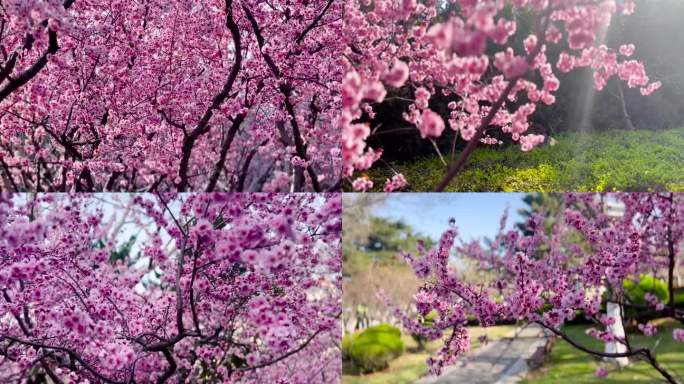 梅花、花儿开放