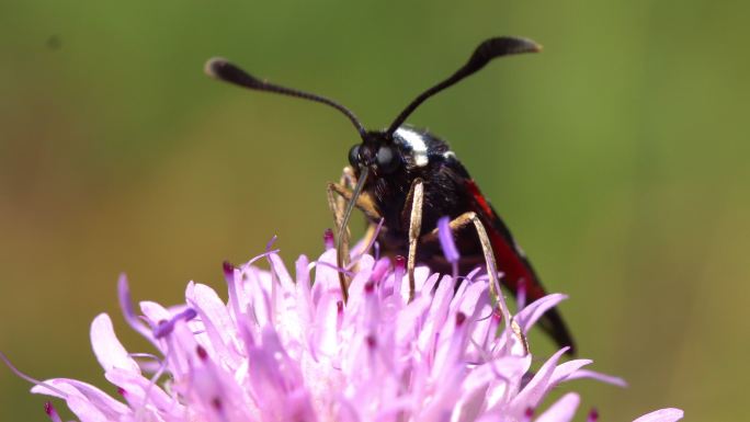 加泰罗尼亚Zygaena occitanica蛾。普罗旺斯燃烧器