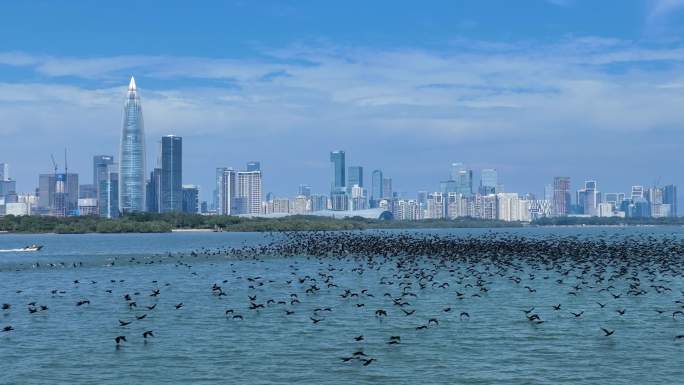 深圳湾海上鸬鹚群飞