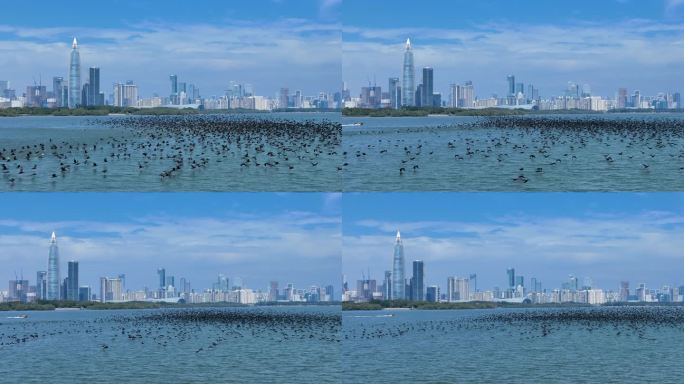 深圳湾海上鸬鹚群飞