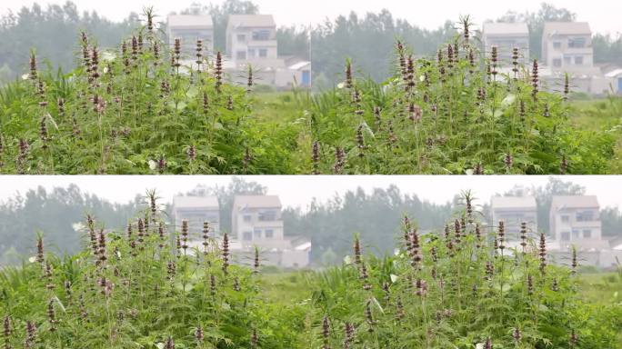 益母草蛇床菰植物野生河边风景池塘湖边