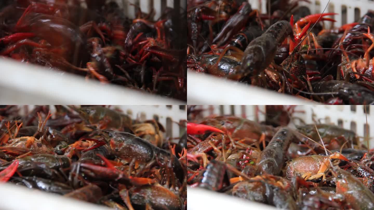 小龙虾挑虾选虾洗虾养殖水产中餐餐饮