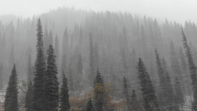 新疆南疆北疆 大雪天航拍 路上丛林