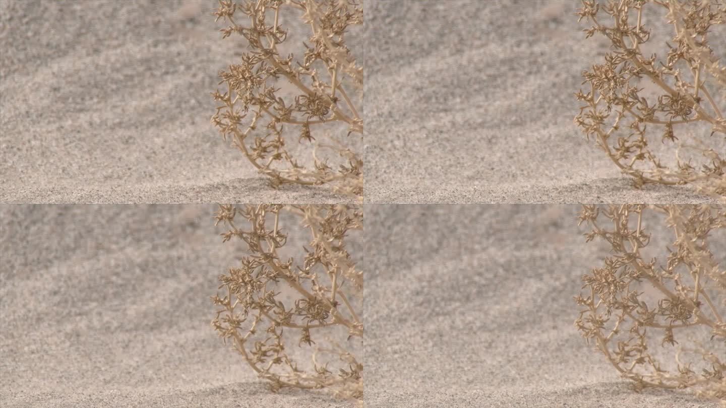 新疆 沙尘天气 风中的沙漠植物