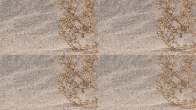 新疆 沙尘天气 风中的沙漠植物