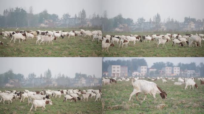 农村羊群放羊