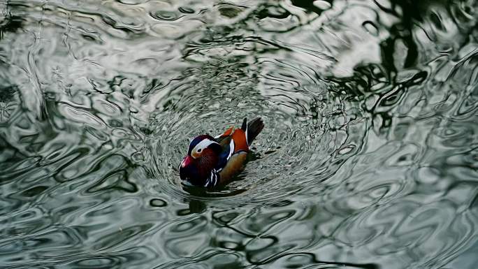 上海动物园活泼可爱的鸳鸯戏水