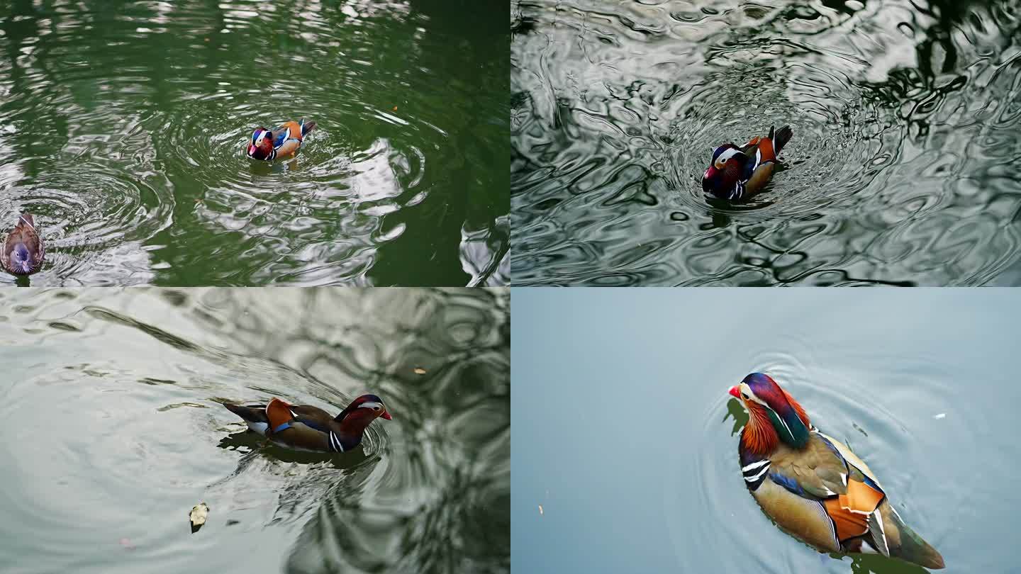 上海动物园活泼可爱的鸳鸯戏水