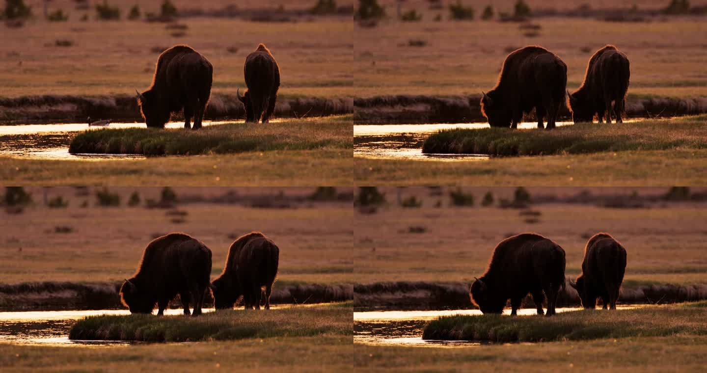 放牧野牛：黄石国家公园：拉马尔谷