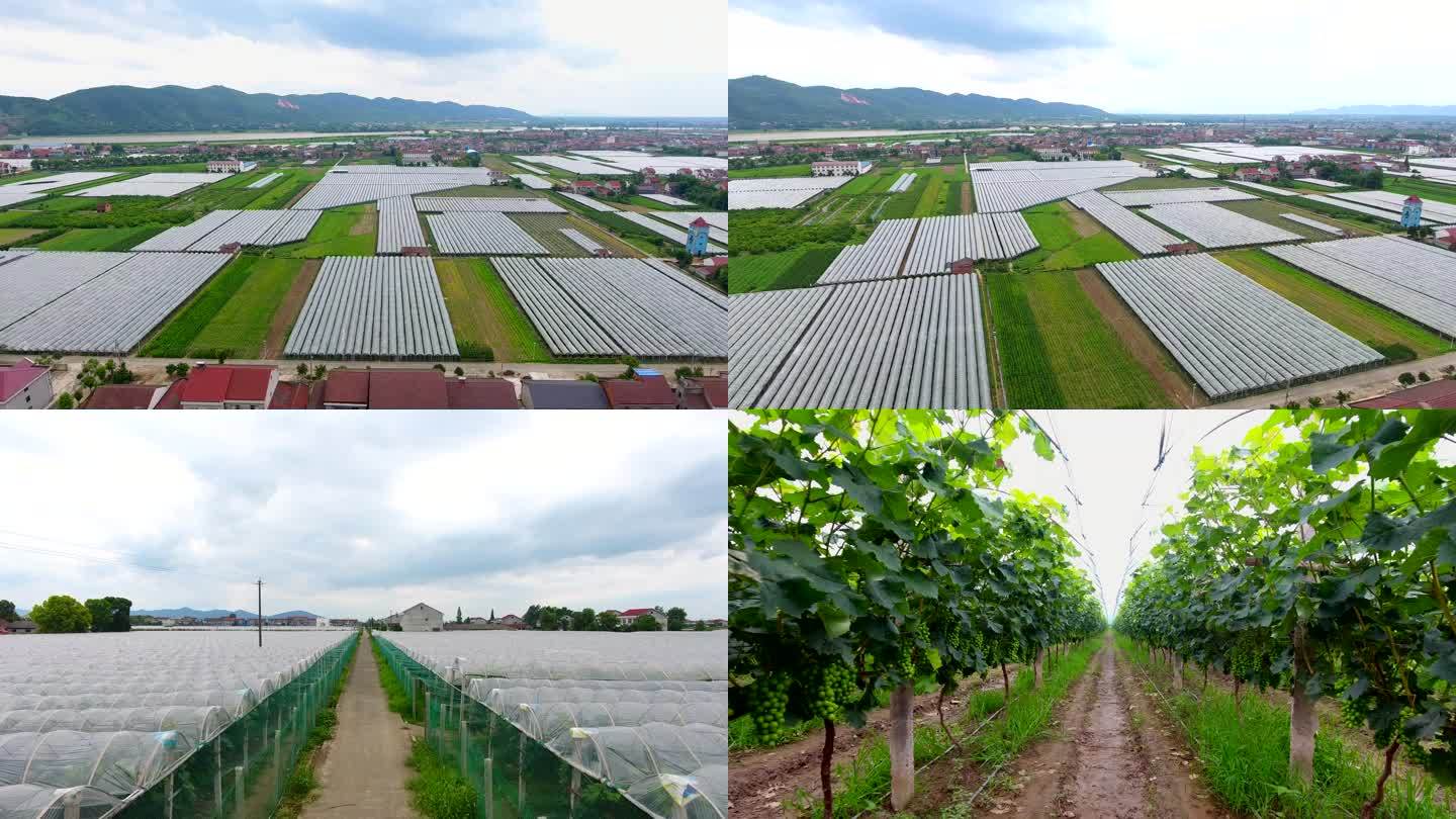 航拍阳光玫瑰葡萄产业园农业乡村振兴4K