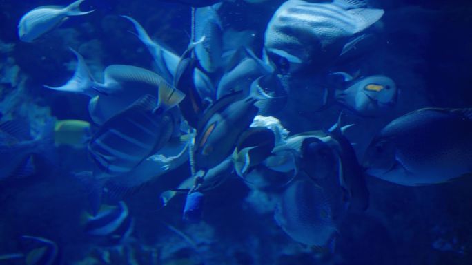4K原创海洋馆实拍鱼类海底海洋生物
