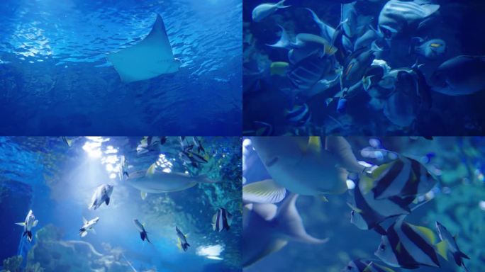 4K原创海洋馆实拍鱼类海底海洋生物