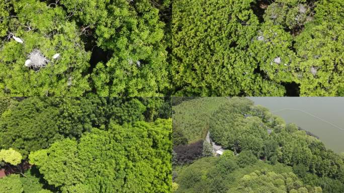 2022冬4K白鹭生态湿地