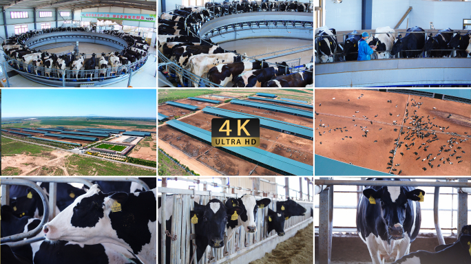 现代化奶牛养殖场基地自动化奶牛产业园区