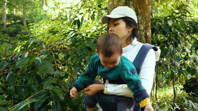 母亲抱着孩子，咖啡农从农场的咖啡树上轻轻地摘下成熟的咖啡樱桃