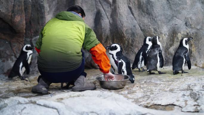 动物园里的伺养员正在喂可爱的企鹅吃东西