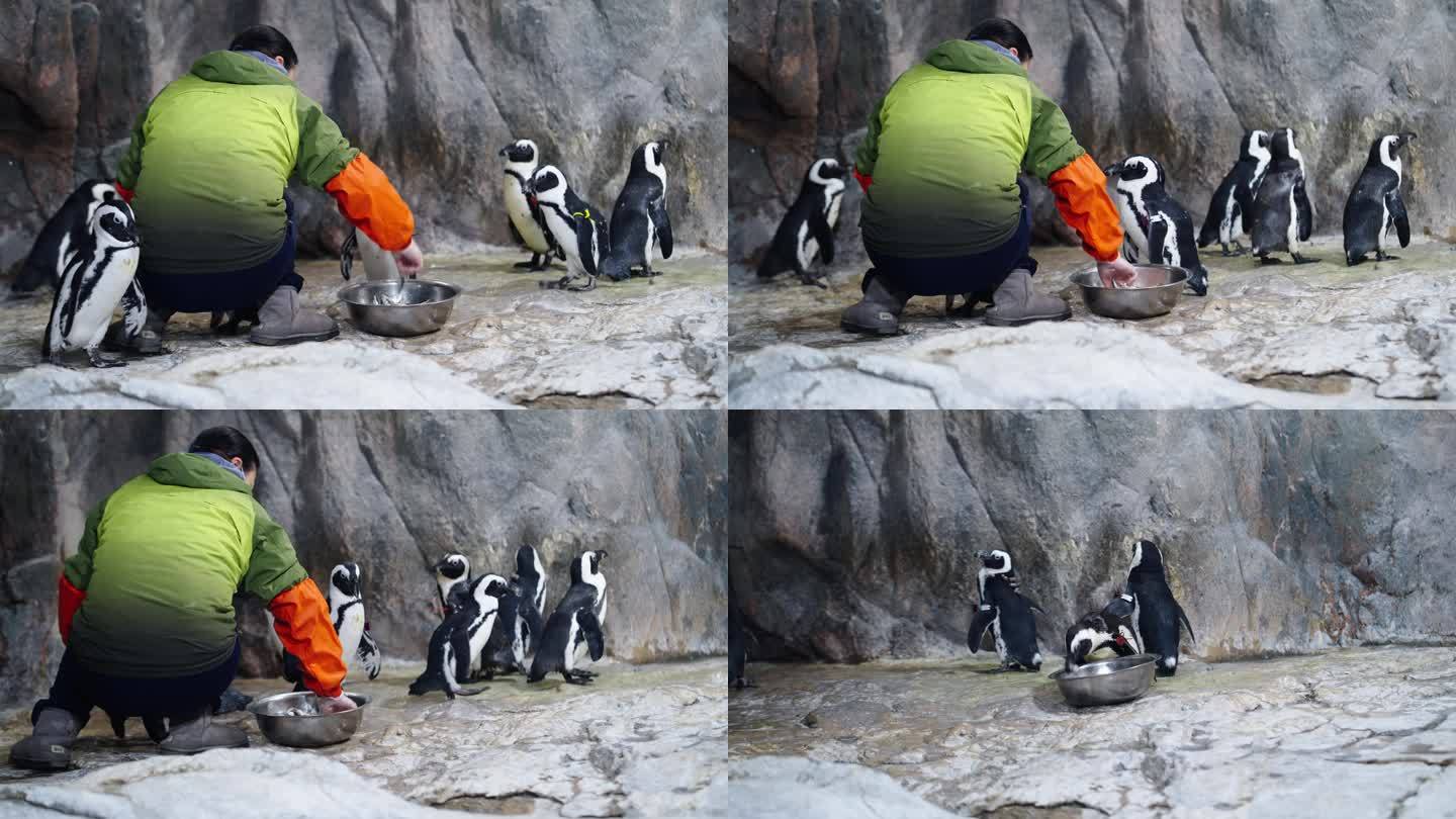 动物园里的伺养员正在喂可爱的企鹅吃东西