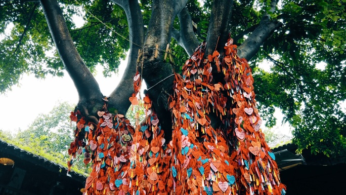 中国重庆，一棵大树上有许多祝福卡片。