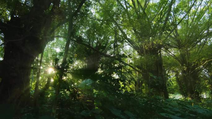 光线阳光穿过森林树林树荫丁达尔效应