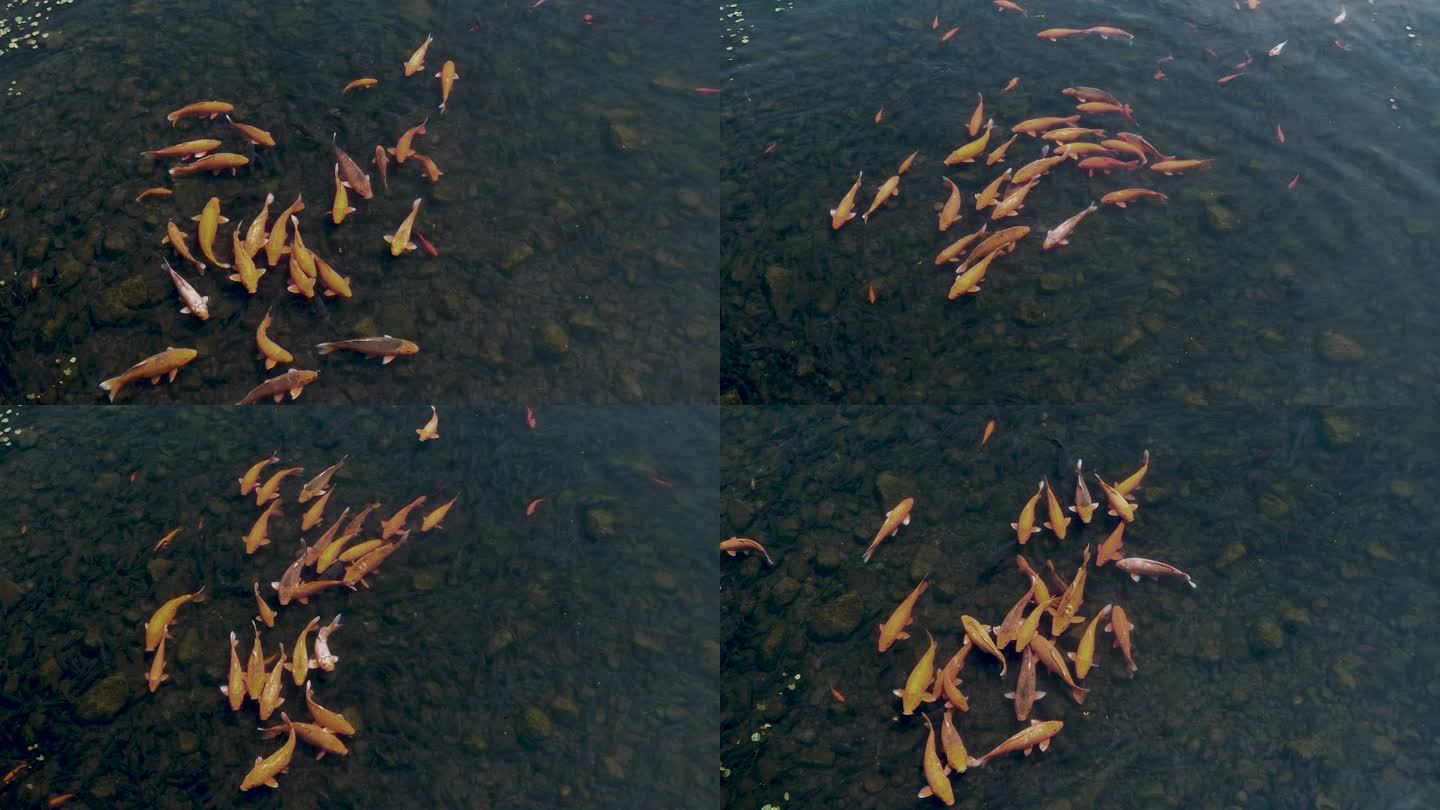 粼粼清波-游鱼戏水-一群悠闲自在的锦鲤