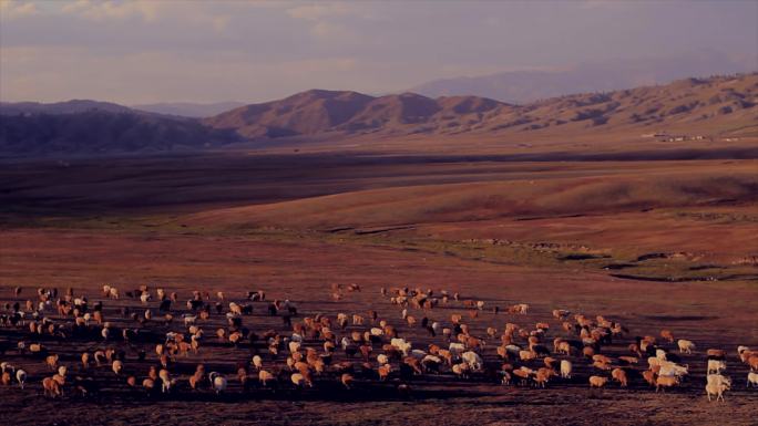 新疆 盆地 山脚下的牛群羊群