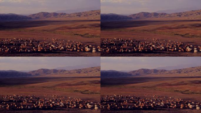 新疆 盆地 山脚下的牛群羊群