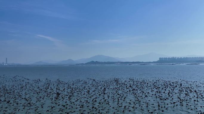 深圳湾海上鸬鹚群飞