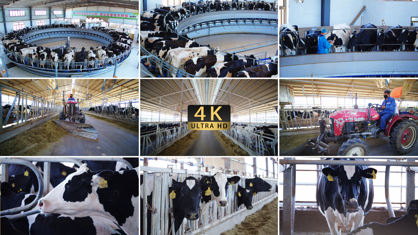 【4K】现代化工厂奶牛养殖基地2