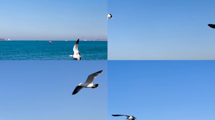 蓝天、大海、海鸥自由飞翔
