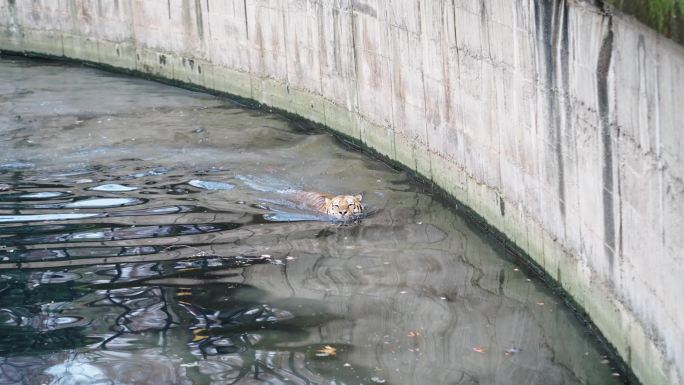 老虎在水里自由自在的游泳玩乐