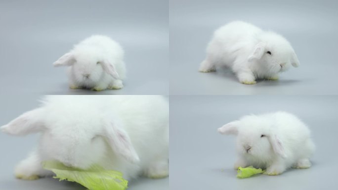 兔子  兔年 可爱兔子 垂耳兔 小白兔