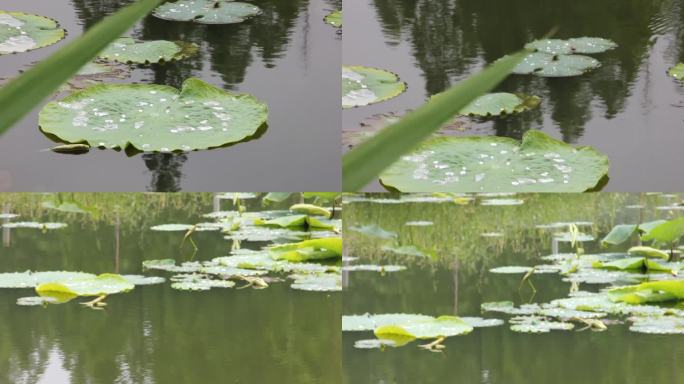 荷叶河边风景池塘湖边