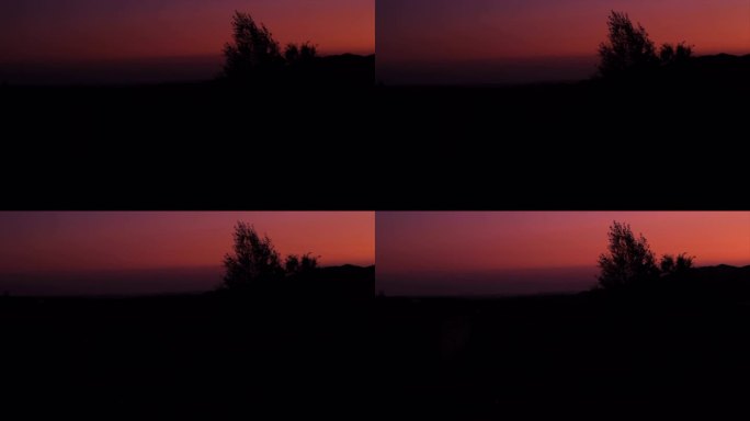 新疆 夕阳晚霞中随风吹动的树