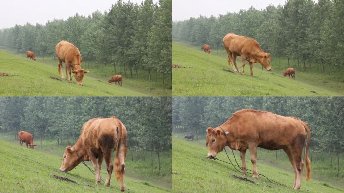 放牛牛吃草山坡草地森林树林乡间