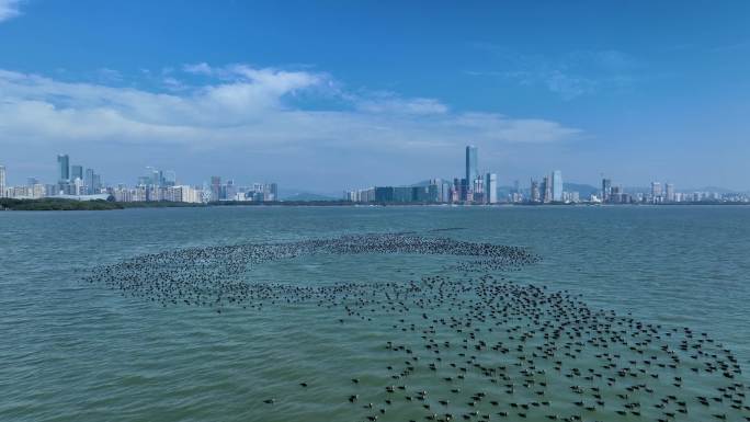 深圳湾海上鸬鹚群飞