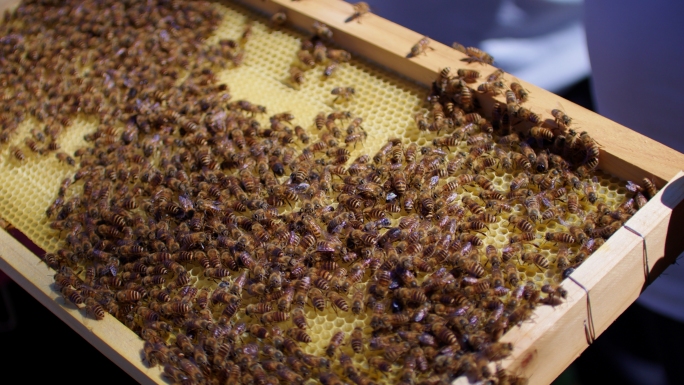 【4K】现代养殖蜜蜂蜂场养蜂蜂箱蜂蜜2