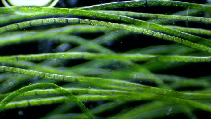藻类微生物藻类微生物叶绿素绿色细胞组织
