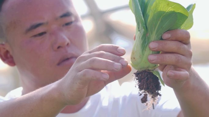 农业 大棚蔬菜 农民 蔬菜种植 素菜基地