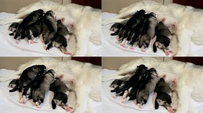 西伯利亚哈士奇的幼犬吃母乳。