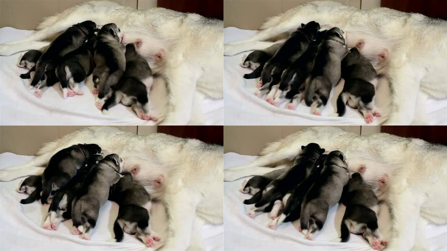 西伯利亚哈士奇的幼犬吃母乳。