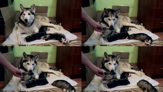 西伯利亚哈士奇躺在小狗身边喝水。