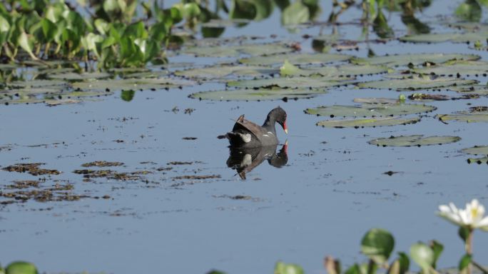 巴拿马甘波阿普通Gallinule