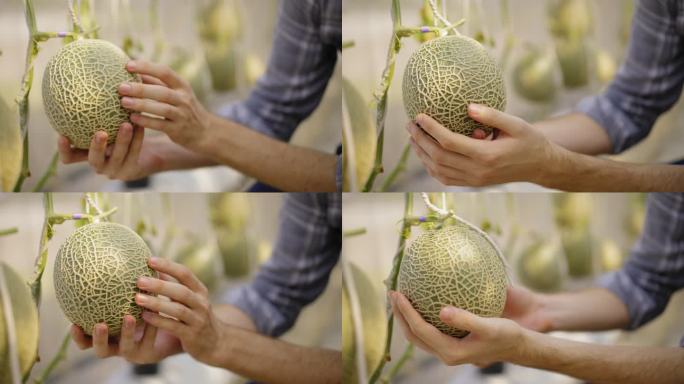 高加索蓝领工人检查病虫害的手在温室里触摸有机日本甜瓜的果实以检查产品质量。