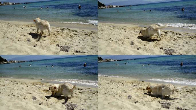 黄色拉布拉多寻回犬在沙滩上玩耍。