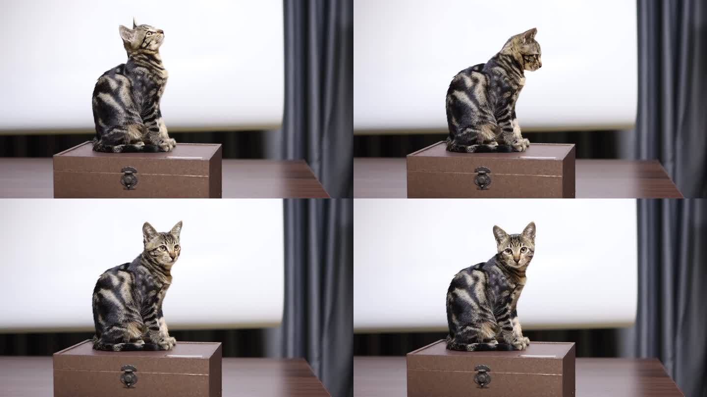 家养猫拍摄定制拍摄绿屏素材