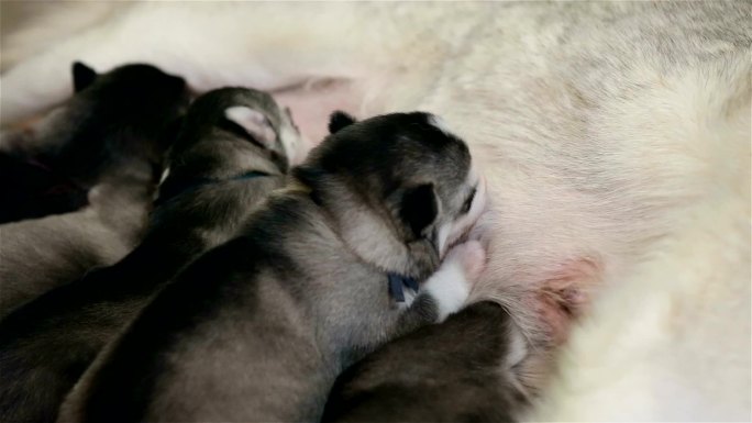 西伯利亚哈士奇饥饿的小狗吃母乳。